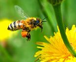 apiculteur, abeilles et propolis